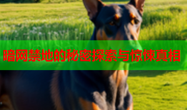暗网禁地的秘密探索与惊悚真相