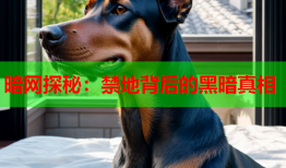 暗网探秘：禁地背后的黑暗真相